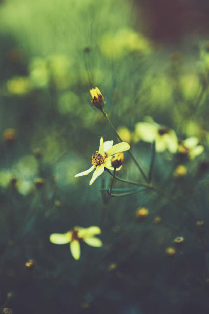 istock Tiny tickseed flowers shot in low light 1039379682