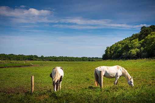 Two domestic horses happily graze on the lush grass of a sunny field. Shot in Summer in Coole Park.