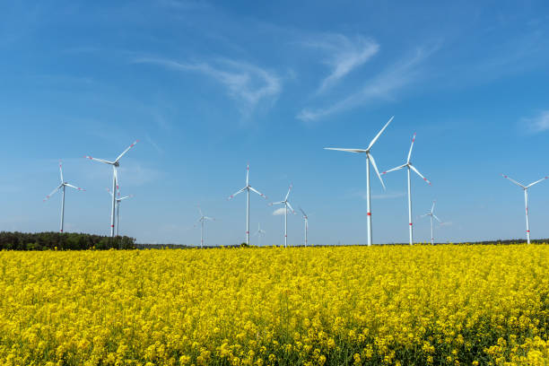 istock Yellow blooming oilseed rape and some wind energy plants 1039394476