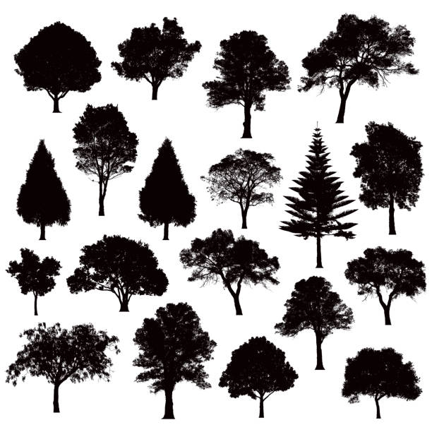 ilustraciones, imágenes clip art, dibujos animados e iconos de stock de siluetas de árbol detallado - ilustración - arce ilustraciones