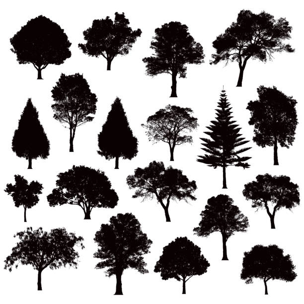 Detailed tree silhouettes - Illustration various black tree silhouettes maple tree stock illustrations