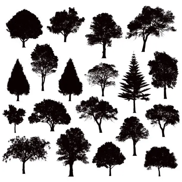 Vector illustration of Detailed tree silhouettes - Illustration