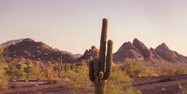 montaña de camelback de papago parque phoenix arizona - photography north america cactus plant fotografías e imágenes de stock