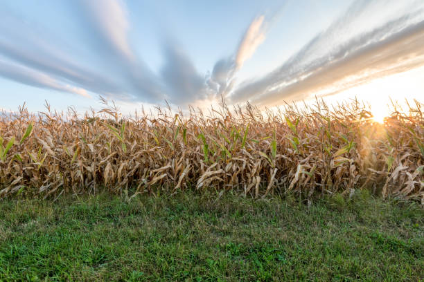 istock Sunrise and clouds over autumn corn field 1039407912