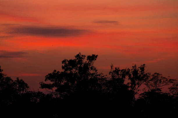 istock Silhouette of tree with beautiful sunset background 1039410714