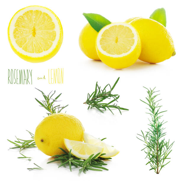 rosemary and lemons on a white background