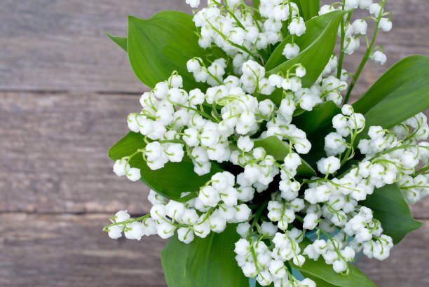 istock lilies of the valley 1039422238