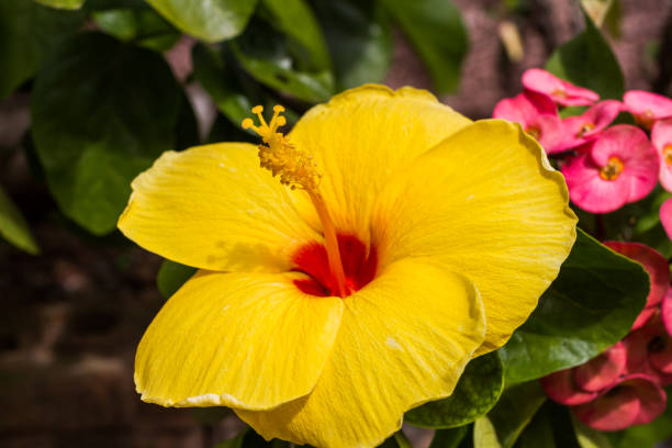 istock Yellow Hibiscus flowers 1039425562