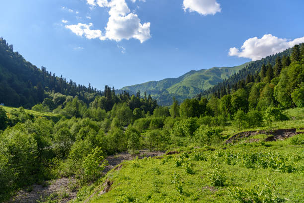 istock Forest in the mountains. Caucasus Mountains 1039433940