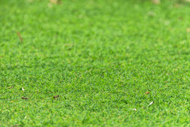 istock Green grass field with blur park background,spring and summer concept. 1039450796