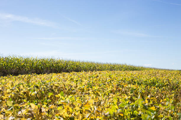 Soybean field. Agriculture.