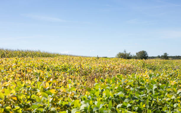 istock Soybean field. Agriculture. 1039450852