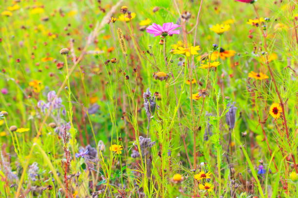 istock Colorful Wildflowers natural pattern – relax landscape 1039456750