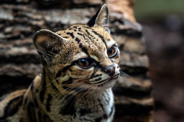 istock Margay, Leopardis wiedii 1039457284
