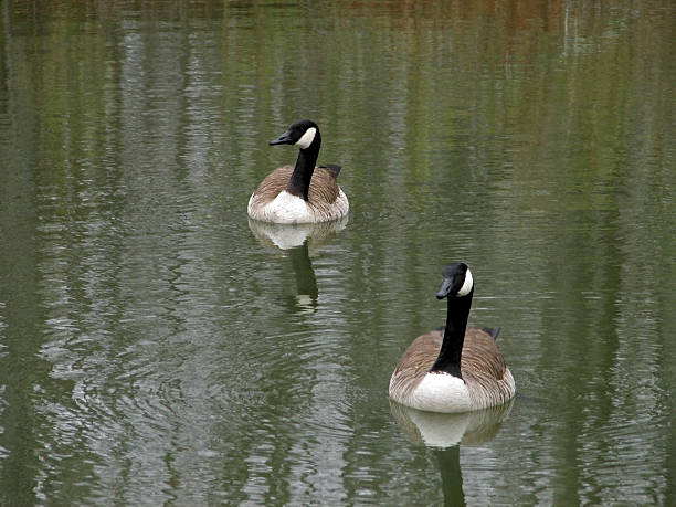 istock Pair of Canadian Geese 103946096