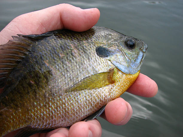 50+ Bluegill Bream Stock Photos, Pictures & Royalty-Free Images