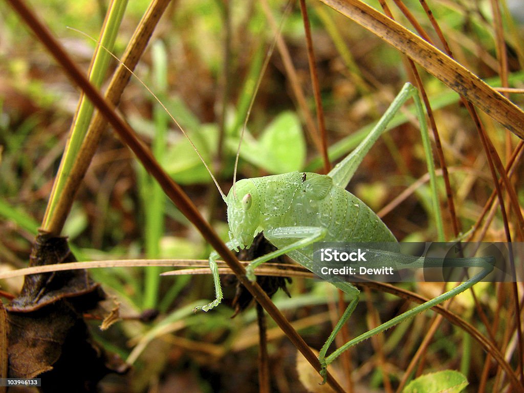 Gafanhotos - Royalty-free Animal Foto de stock