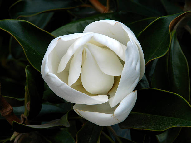 southern magnolia  magnolia white flower large stock pictures, royalty-free photos & images