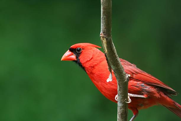 istock Male Northern Cardinal 103946883