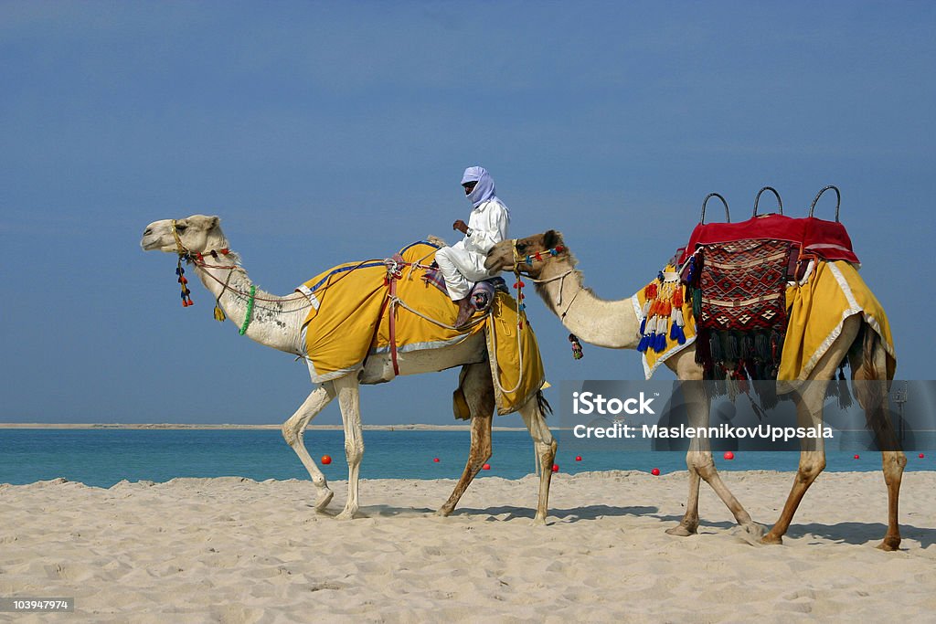 Camellos en la playa a Jebel Ali en Dubai. - Foto de stock de Dubái libre de derechos