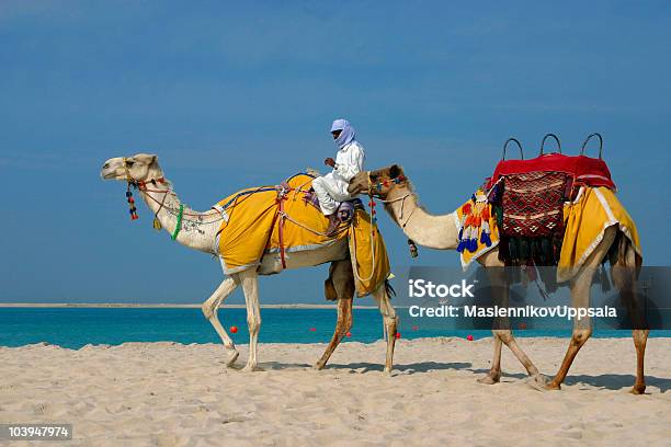 Camellos En La Playa A Jebel Ali En Dubai Foto de stock y más banco de imágenes de Dubái - Dubái, Camello, Actividades recreativas