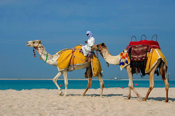 ラクダのビーチでドバイの jebel ali ます。 - united arab emirates middle eastern ethnicity men camel ストックフォトと画像