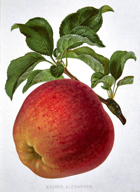 illustrations, cliparts, dessins animés et icônes de apple avec des feuilles vertes sur fond blanc - apple red fruit autumn