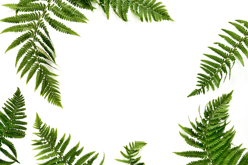 Fern botany background, flatlay, copy space for a text