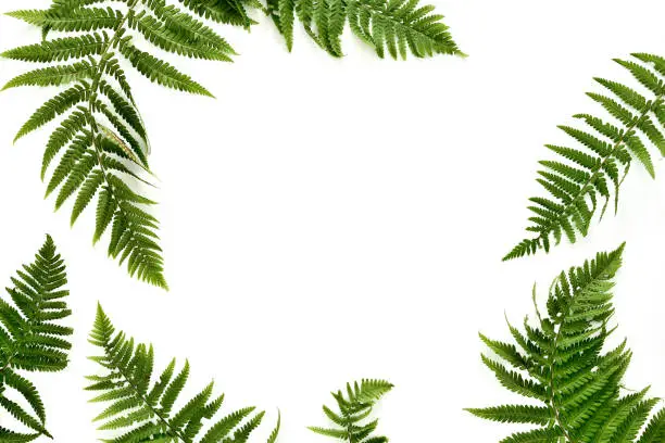 Photo of Fern leaves background