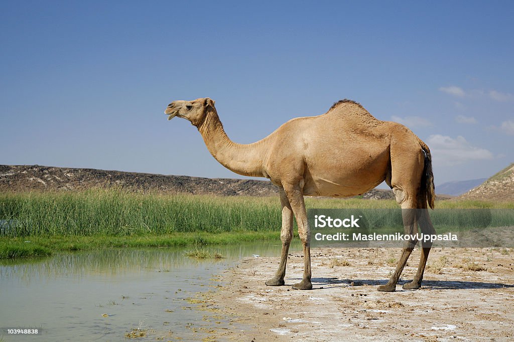 Kamel in Khor Rori - Lizenzfrei Dromedar Stock-Foto