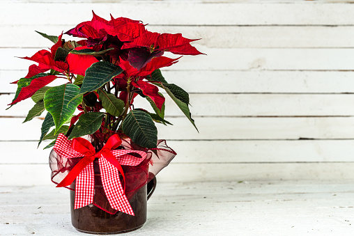 Red poinsettia, christmas flower, table decoration on rustic wooden background