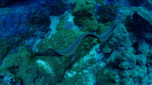 black spotted leopard moray eel in closeup, a long fish that lives in the indo pacific ocean