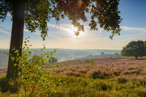 istock Sunrise over blossoming Heather fields in the hills 1039501260