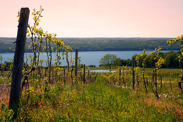 istock Grape Vines - Seneca Lake Wine Trail, New York 103950144
