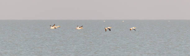 istock Pink pelican in the Makgadikgadi, Botswana 1039501710