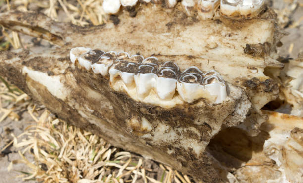 istock Death in the Desert - Oryx (gemsbok) antelope skull 1039501784