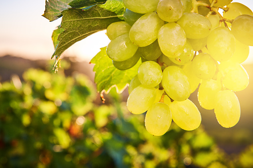 A bunch of golden green grapes ripens on the vine in the morning sun.