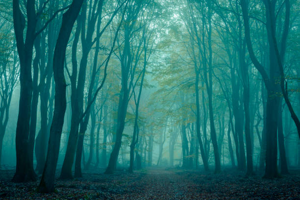 Path through a misty forest during a foggy winter day in the Veluwe nature reserve in Gelderland, The Netherlands.