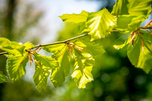 A closeup shot of two green acorns and green leaves growing on a tree