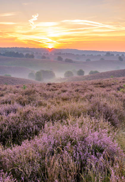 istock Sunrise over blossoming Heather fields in the hills 1039504476