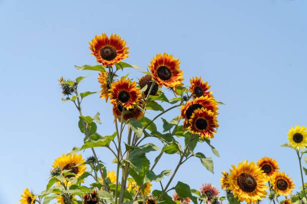 istock Sunflowers in a Field 1039504528