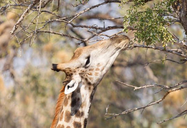 istock Giraffe eating fresh leaves from a tree 1039506028