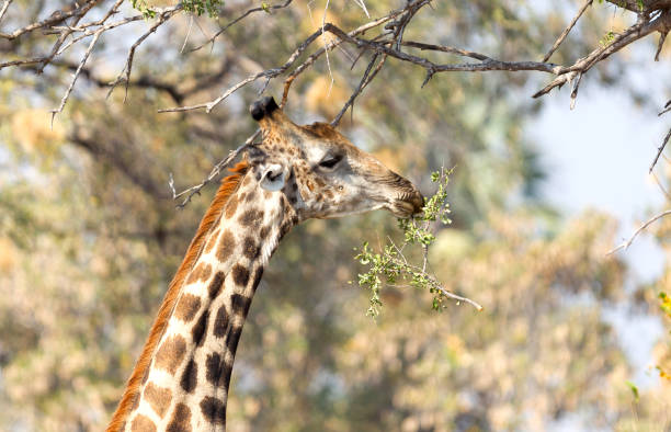 istock Giraffe eating fresh leaves from a tree 1039506714