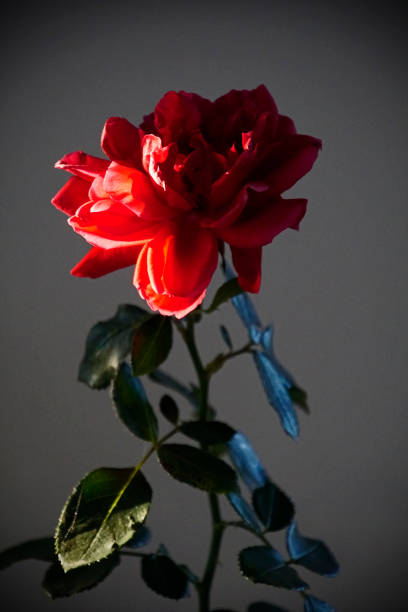 istock Red flower. A rose in a ray of light. 1039506790