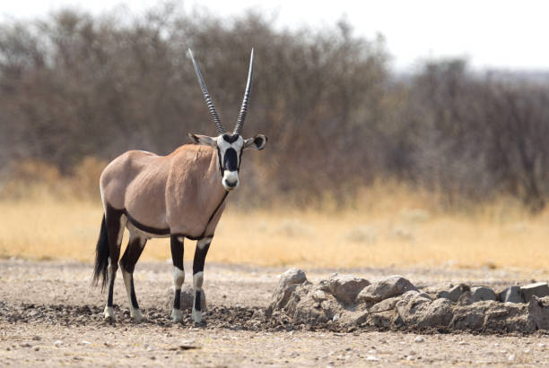 istock Oryx at a waterhole, Kalahari desert 1039506910