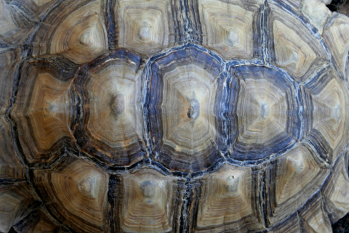endangered large brown tortoise shell background turtle animal