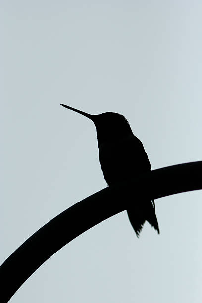 istock Hummingbird silhouette 103951195