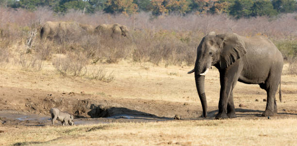 istock Warthog chased away by an african elephant, waterhole 1039512634