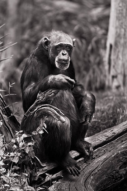 Chimpanzee stock photo