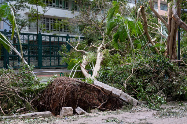 istock Fallen tree after typhoon in Hong Kong 1039512810